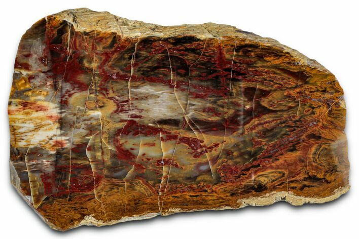 Polished Yellow Cat Jasper Replaced Petrified Wood - Utah #346219
